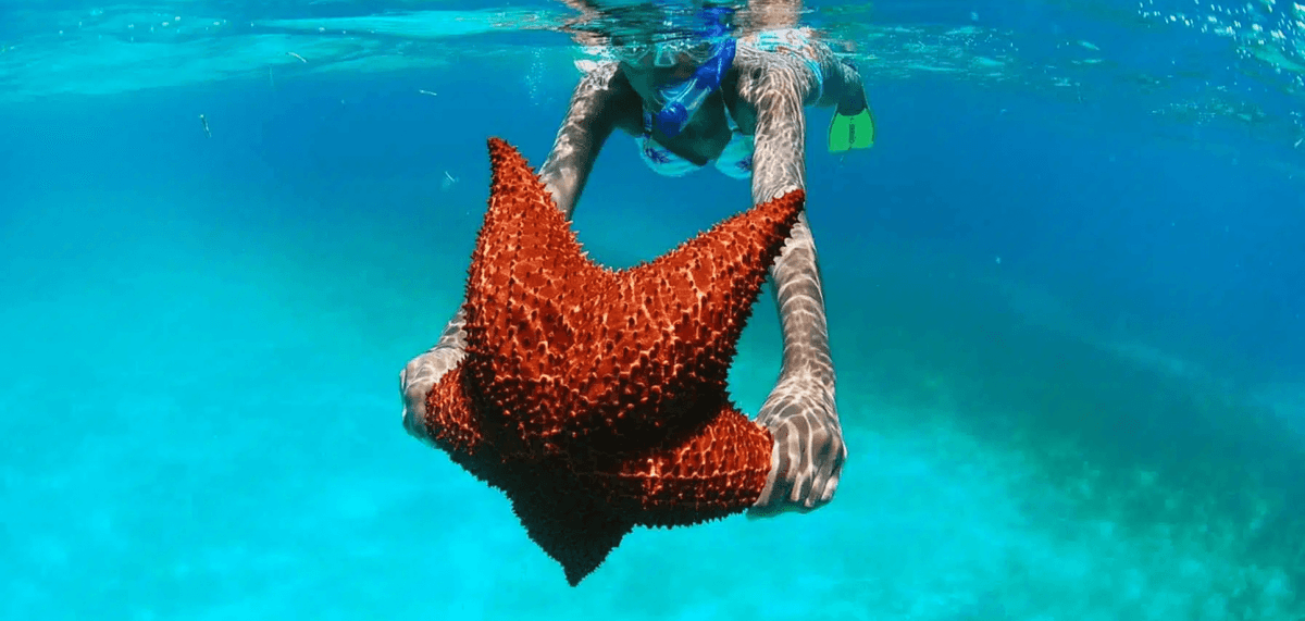 punta cana tours